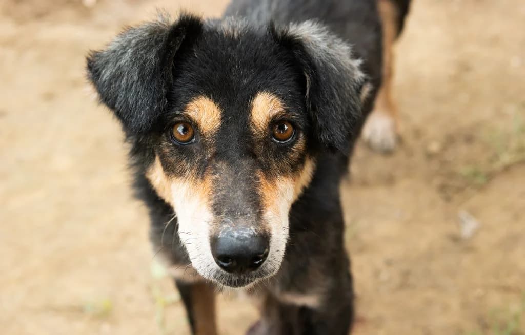 Support Our Sterilization Programs